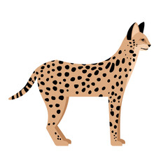 Wild cat with spots. Cartoon cute exotic mammal, fluffy beast of nature, vector illustration of serval isolated on white background