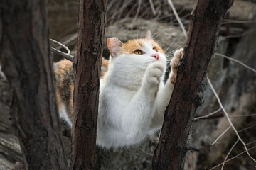 Obraz premium Lonely stray cat outdoors. Pet homelessness problem