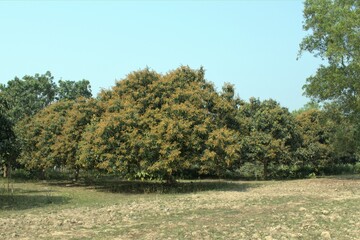 Fototapeta na wymiar mango tree garden