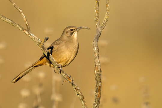 California Thrasher, Toxostoma Redivivum