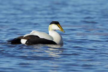 American Eider, Somateria mollissima