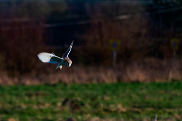 Barn Owl Hunting