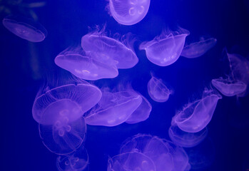 jellyfish aquarium background