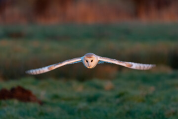 Barn Owl Hunting