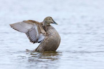 American Eider, Somateria mollissima