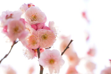 Plum flowers are blooming under the sky in Japan in February.