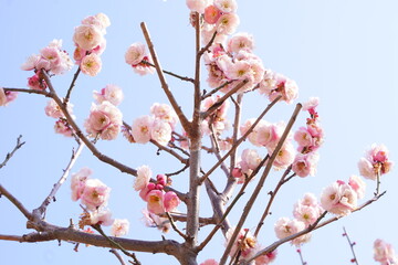 Plum flowers are blooming under the sky in Japan in February.