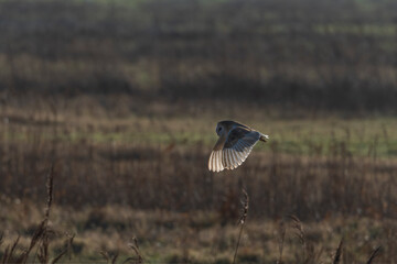 Barn Owl Hunting