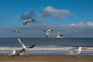 Seagulls sea beach