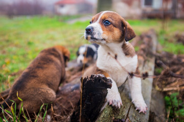 little cute dogs playing in the yard. beautiful little puppies walk on the grass in the yard. animals live in freedom.