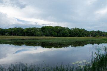 reflection in a swamp