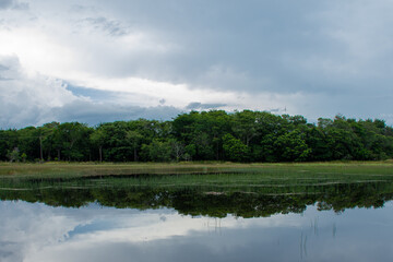Fototapeta na wymiar reflection in a swamp