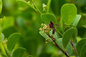 wasp on a leaf