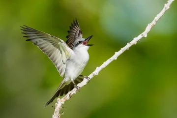 Zelfklevend Fotobehang Gray Kingbird, Tyrannus dominicensis © AGAMI