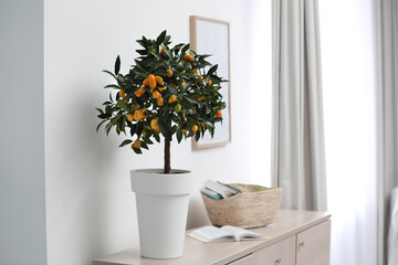 Potted kumquat tree with ripening fruits indoors. Interior design