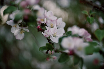 Obraz na płótnie Canvas Apple pink flower