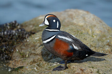 Harlequin Duck, Histrionicus histrionicus