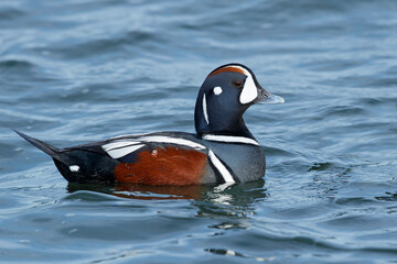 Harlequin Duck, Histrionicus histrionicus