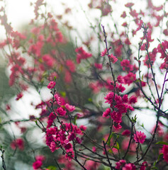 Lunar new year flower market