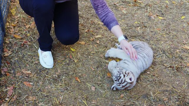 A woman stroking a small tiger cub in the zoo or animal shelter. A zoo worker taking care of an animal