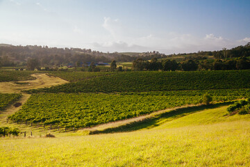 Hunter Valley Vineyard in Australia