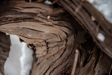 old shaggy grape vine bark