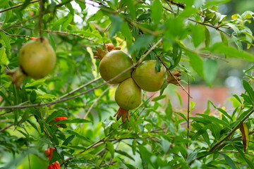pomegranate on the tree