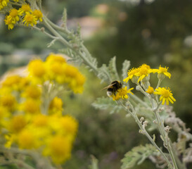 Bee perched on yellow flower with green leaves background