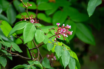 red and white flower