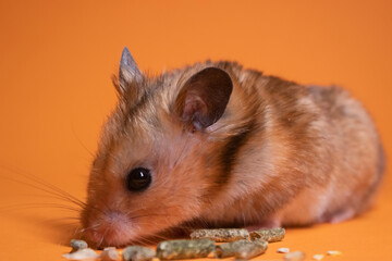 brown hamster mouse eating food for rodents isolated on orange background. pet, pest