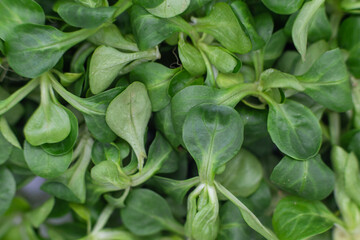 Baby spinach close up. Micro green