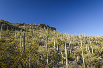 Fototapeta premium Beautiful Desert Landscape