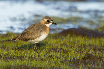 Lesser Sand Plover, Charadrius mongolus stegmanni