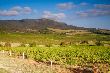 Fototapeta na wymiar Hunter Valley Vineyard in Australia