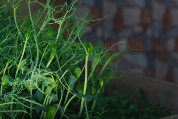 Fresh and healthy eating - growing microgreen plants on the kitchen window