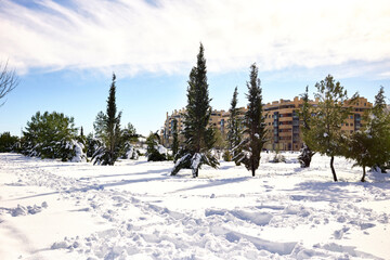 Snow scene on a sunny day. Park with fir trees covered with snow in Calle Real de Arganda, in Vallecas after the Filomena snow storm.