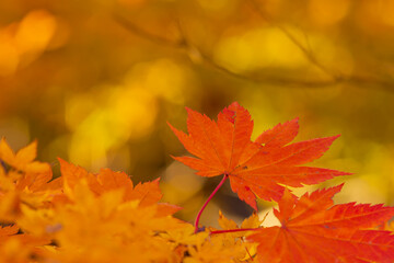 鮮やかなコハウチワカエデの紅葉のアップ