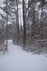 Quiet trail during the peace of a snowstorm