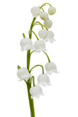White flowers of lily of the valley, lat. Convallaria majalis, isolated on white background - 411827742