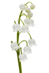 Fotobehang Lelie van dalen White flowers of lily of the valley, lat. Convallaria majalis, isolated on white background  © kostiuchenko