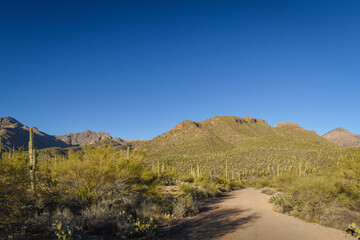 Beautiful Desert Landscape