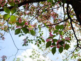 [Japan] Dogwood flowers and blue sky looking up from below (Nara)