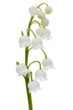White flowers of lily of the valley, lat. Convallaria majalis, isolated on white background