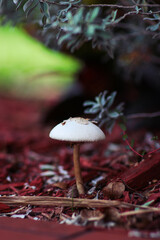 mushroom in the forest