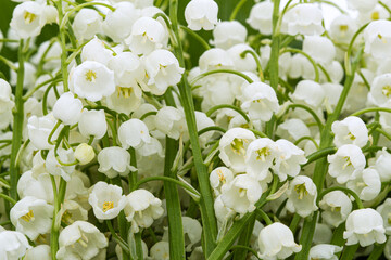 Background from white flowers of lily of the valley, lat. Convallaria majalis