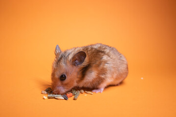 brown hamster mouse eating food for rodents isolated on orange background. pet, pest