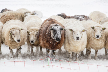 Flock of sheep standing in a cold white winter landscape with snow in the Netherlands