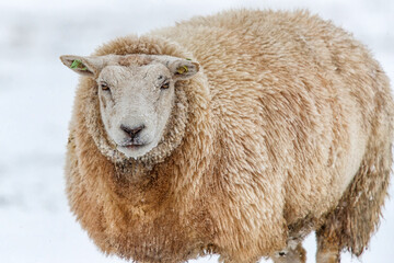 Sheep standing in a cold white winter landscape with snow in the Netherlands
