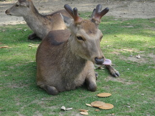 [Japan] Close-up of a deer and a dropped Deer Snack (Nara Park)