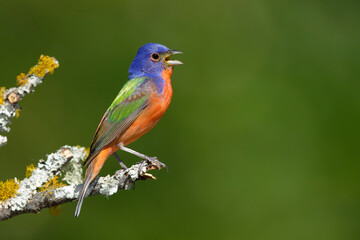 Painted Bunting, Passerina ciris